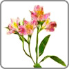 alstrameria