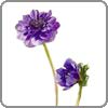 anenome