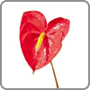 antherum