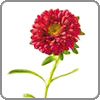 aster