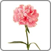 carnation