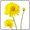 crysthemum-cushion