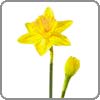 daffodil