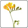 freesia