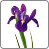 iris-hybrid Iris