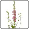 larkspur