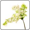 white-lilac