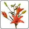 lily-asiatic
