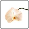 phaelonopsis-orchid