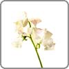 sweetpea