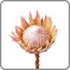 king-protea