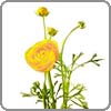 ranuculus