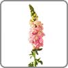 snapdragon