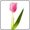 tulip