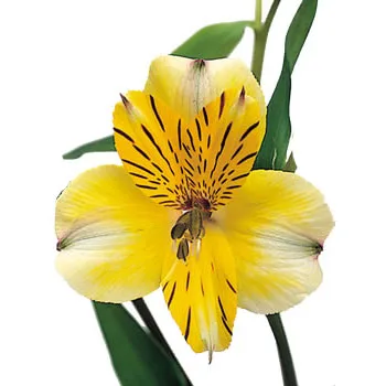 Alstroemeria